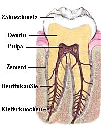 Zahn, Schema eines Backenzahns oder
                          Mahlzahns mit Beschriftung, von innen nach
                          aussen: Pulpa, Dentin, Dentinkanle,
                          Zahnschmelz, Zement, Kieferknochen [46]