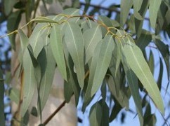 Enfermedades respiratorias, p.e.
                              curar con eucalipto