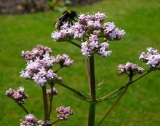 Enfermedades de la psicolog�a,
                                valeriana sirve contra p�nico