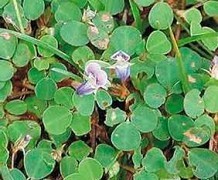 Enfermedades de la piel curan p.e.
                                con manayupa