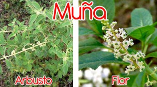 Mu�a, arbusto y flor