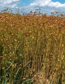 Linaza con c�psulas