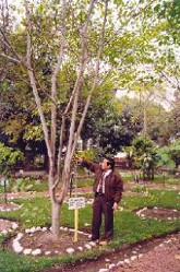 Sangre de grado, �rbol