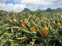 Campo de pi�a en Paraguay