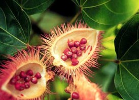 Aciote,
                  achiote, frutas con semillas