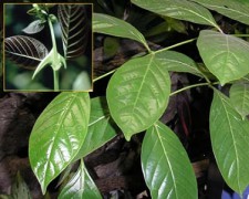 U�a de
                    gato, hojas