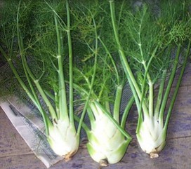 Hinojo con ra�z y hojas