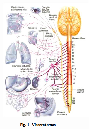 Cada vertebra tiene
                            su conexión con órganos distintos