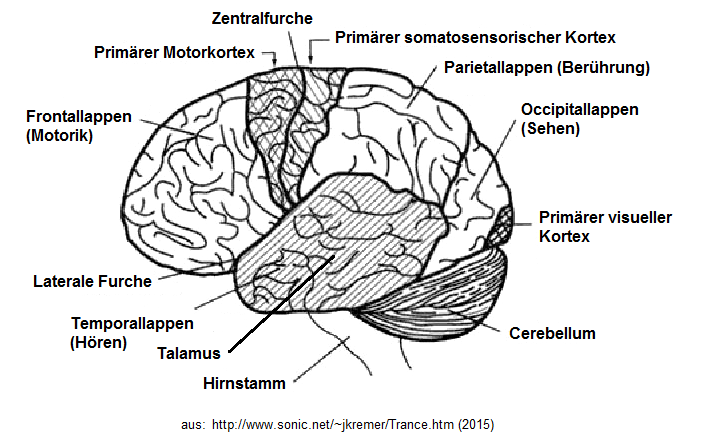 Esquema del cerebro con el cortex
                          somatosensorial y con el tlamo