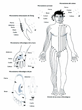 Esquema de la
                              acupuntura con hombre, mano y pie