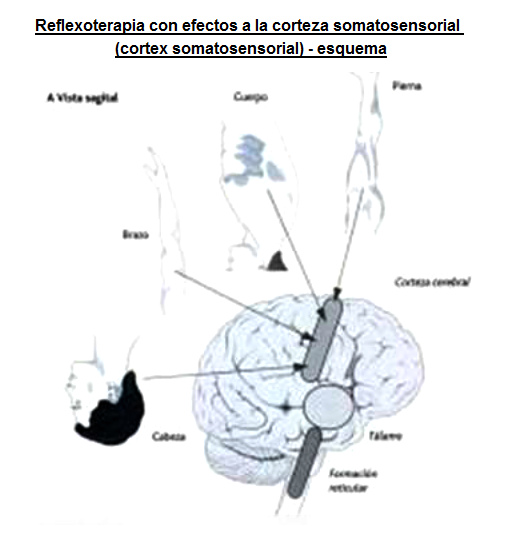 Reflexoterapia
con efectos a la corteza somatosensorial
(cortex somatosensorial) - conexiones con
cabeza, brazo, tronco y pierna Reflexoterapia con efectos a la
corteza somatosensorial (cortex
somatosensorial) - conexiones con cabeza,
brazo, tronco y pierna