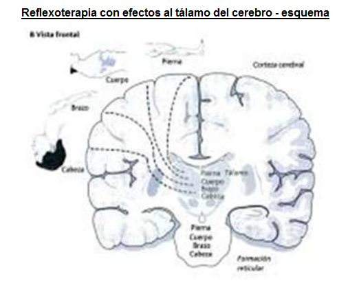Reflexoterapia con efectos al tlamo
                          del cerebro - conexiones con cabeza, brazo,
                          tronco y pierna