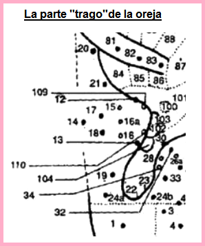 La oreja, el sector del
trago La oreja, el sector
del trago