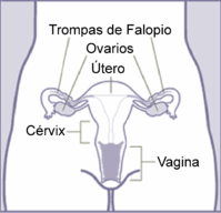 rganos genitales de la
                  mujer con ovarios, trompas, tero, crvix (cuello
                  uterino) y vagina - esquema
