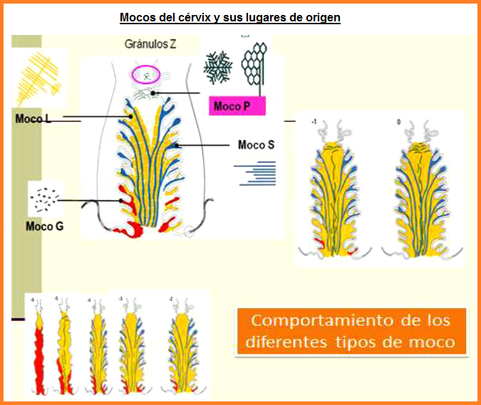 Fig. 12: Mocos y sus lugares de origen - y
                      gr�nulos Z
