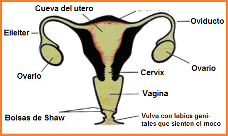 �rganos del
                                  aparato genital de la mujer con las
                                  bolsas de Shaw