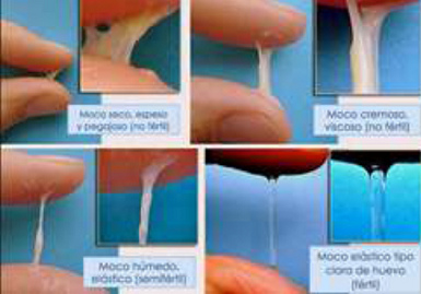 Moco
                                        cervical: seco, cremoso, h�medo,
                                        claro