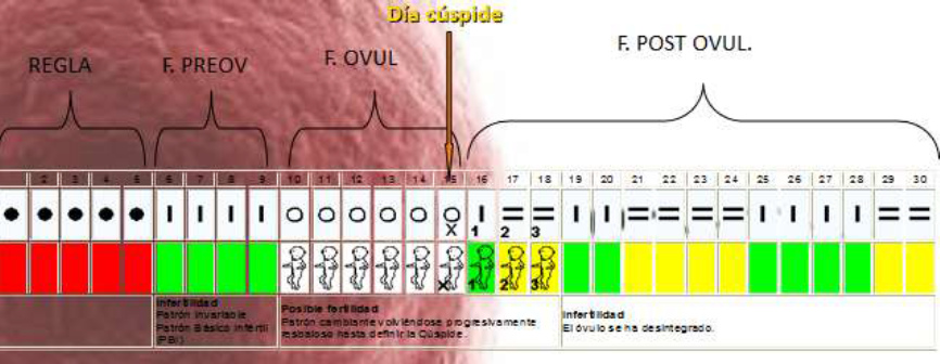 Fig. 17: Calendario con
                        d�as f�rtiles