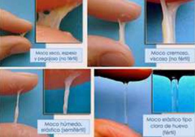 Mocos diversos del c�rvix