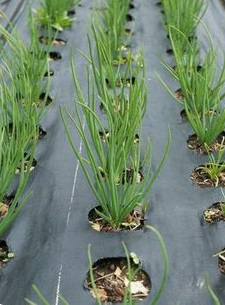 Mulchfolie mit L�chern auf einem Gartenbeet