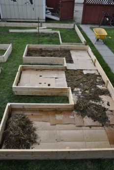 Gartenbeete auf einem Rasen mit Karton in
                U-Form anlegen