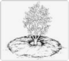 Gemulchte Rose in Kreisform wie ein Donut