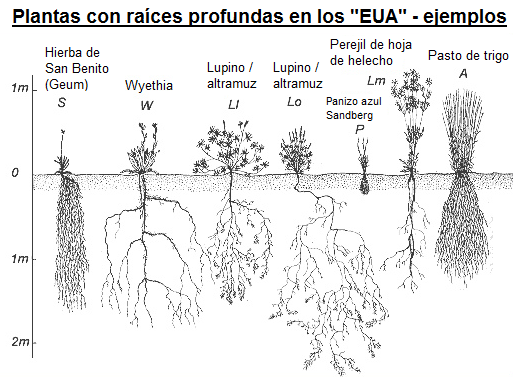 Plantas forrajeras
                        con raíces largas en los "EUA": hierba
                        de San Benito (Geum), whyetia, lupino, perejil
                        de hoja de helecho (Lomatium dissectum), pasto
                        de trigo (Agropyron spicatum)