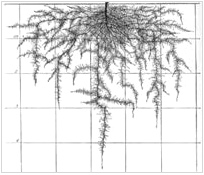 Imagen de raíz de
                          coliflor de hasta 30 cm de profundidad