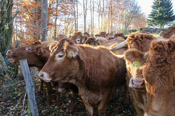Kuhherde, Rinderherde am Zaun: Man kann
            Rinder zum Unkraut fressen erziehen, wenn die Unkr�uter
            ungiftig sind - und so erweitert sich f�r die Rinder das
            Nahrungsangebot in der Natur (!)