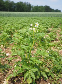 Kartoffelfelder wirken als 1-jährige Kur gegen
                  Unkraut und lockern den Boden auf