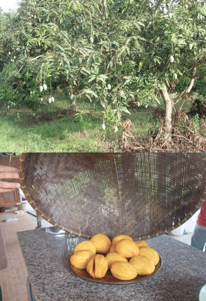 Der Mango-Obstgarten und Mangos vom
                Panya-Projekts