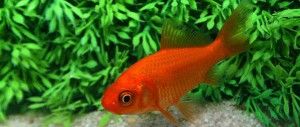 Teichfisch
                  Goldfisch
