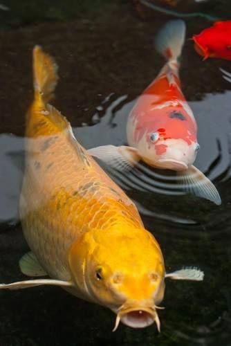 Seefisch: Japanischer
                    Koi-Karpfen (lat. Cyprinus carpio)