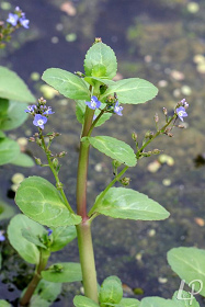 Kl�rpflanze
                    (Filterpflanze) Bachbunge (Veronica beccabunga)