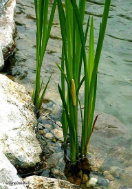 Kl�rpflanze Kalmus (Acorus calamus)