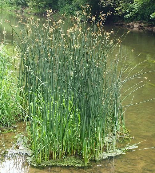 Kl�rpflanze: Gemeine Teichsimse
                  (Schoenoplectus lacustris)