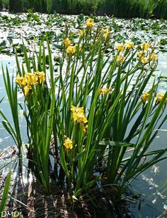 Kl�rpflanze: Wasser-Schwertlilie /
                  Sumpf-Schwertlilie (Iris pseudacorus)