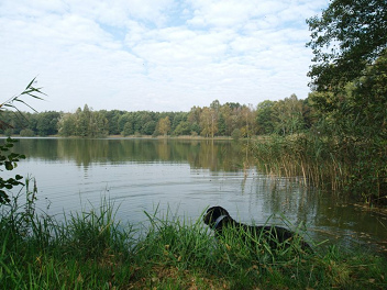 Karpfenteich in Pankow, Deutschland