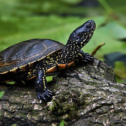 Europ�ische
                    Sumpfschildkr�te (Emys orbicularis orbicularis)