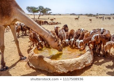 Schafherde und Kamel
                    trinken von einem Lehmbrunnen, Sudan