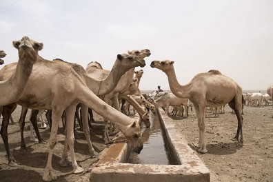 Kameltr�nke in Afrika in Marsabit El Besso