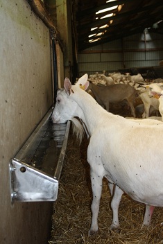 Schaf- und Geissentr�nke im Stall an der
                    Wand 01