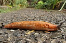 Eine Wegschnecke �berquert einen Steinweg
