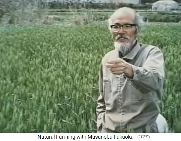 Biofarm von Fukuoka,
                    Fukuoka vor einem Reisfeld vor der Ernte
