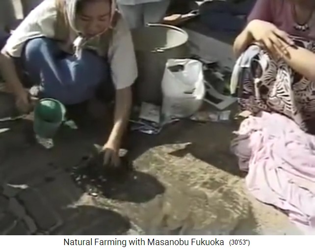 Hacer bolas de semillas de Fukuoka: A la mezcla
                    de semillas y arcilla se junta agua 2