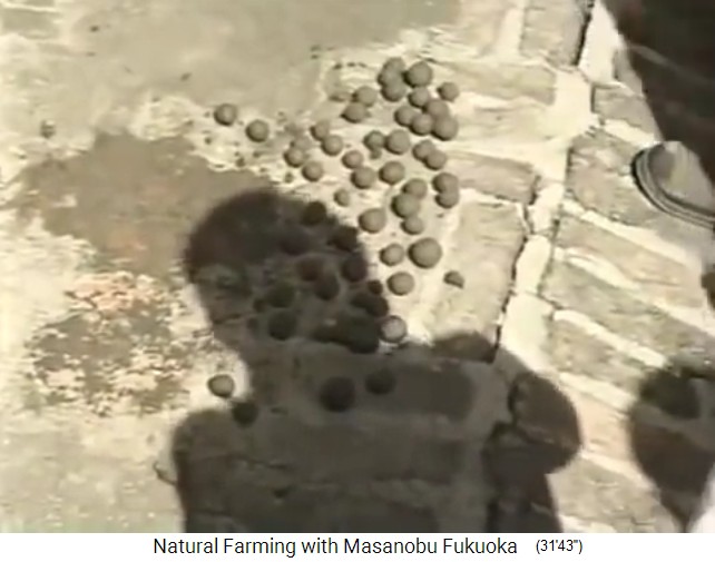 las bolitas de semillas de
                    Fukuoka: Aquí están las bolitas de semillas frescas
                    en el suelo - primer plano