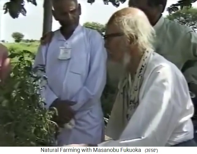 India 1997: Fukuoka con la planta
                    que sufre de virus 4