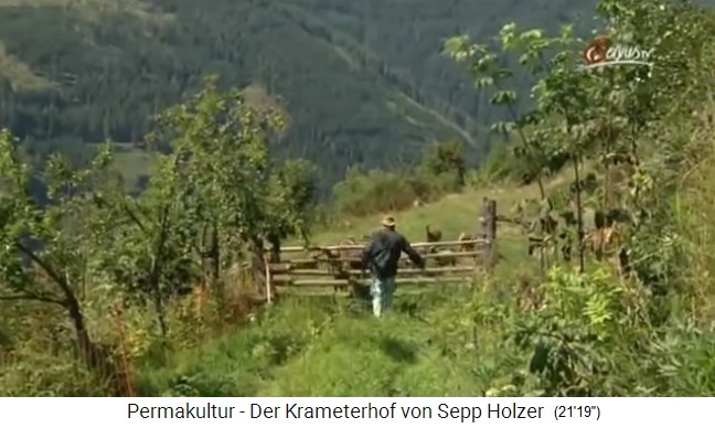 Sepp Holzer da alimento adicional a
                    su rebaño de ovejas