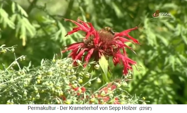 Granja Krameterhof de Sepp
                    Holzer: flor roja con abeja silvestre
