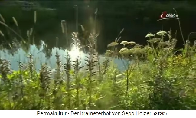la granja Krameterhof de
                    Sepp Holzer, orilla de un estanque con plantas
                    silvestres, acedera (Sauerampfer) u.a.